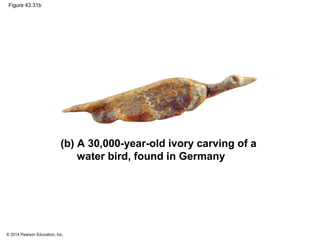 © 2014 Pearson Education, Inc.
Figure 43.31b
(b) A 30,000-year-old ivory carving of a
water bird, found in Germany
 