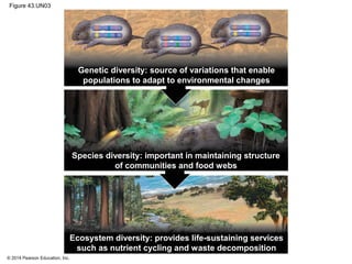 © 2014 Pearson Education, Inc.
Figure 43.UN03
Genetic diversity: source of variations that enable
populations to adapt to environmental changes
Species diversity: important in maintaining structure
of communities and food webs
Ecosystem diversity: provides life-sustaining services
such as nutrient cycling and waste decomposition
 