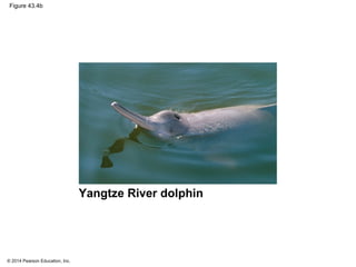 © 2014 Pearson Education, Inc.
Figure 43.4b
Yangtze River dolphin
 