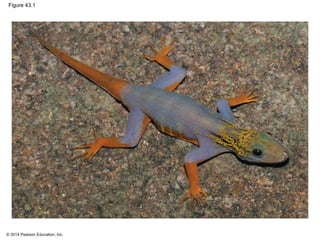 © 2014 Pearson Education, Inc.
Figure 43.1
 