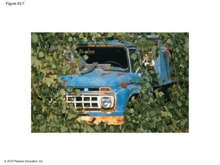 © 2014 Pearson Education, Inc.
Figure 43.7
 