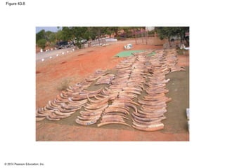 © 2014 Pearson Education, Inc.
Figure 43.8
 