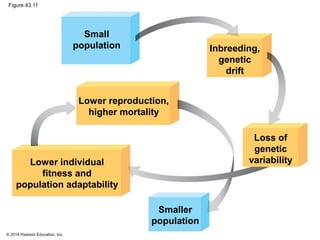 © 2014 Pearson Education, Inc.
Figure 43.11
Small
population
Lower reproduction,
higher mortality
Inbreeding,
genetic
drift
Loss of
genetic
variability
Smaller
population
Lower individual
fitness and
population adaptability
 