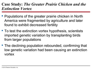© 2014 Pearson Education, Inc.
Case Study: The Greater Prairie Chicken and the
Extinction Vortex
 Populations of the greater prairie chicken in North
America were fragmented by agriculture and later
found to exhibit decreased fertility
 To test the extinction vortex hypothesis, scientists
imported genetic variation by transplanting birds
from larger populations
 The declining population rebounded, confirming that
low genetic variation had been causing an extinction
vortex
 