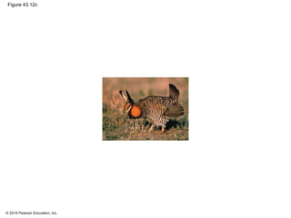 © 2014 Pearson Education, Inc.
Figure 43.12c
 