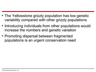 © 2014 Pearson Education, Inc.
 The Yellowstone grizzly population has low genetic
variability compared with other grizzly populations
 Introducing individuals from other populations would
increase the numbers and genetic variation
 Promoting dispersal between fragmented
populations is an urgent conservation need
 