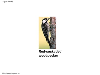 © 2014 Pearson Education, Inc.
Figure 43.14c
Red-cockaded
woodpecker
 