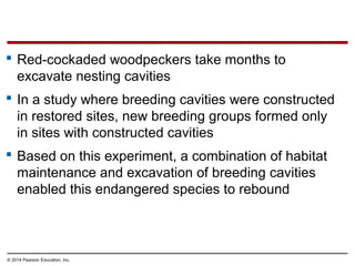 © 2014 Pearson Education, Inc.
 Red-cockaded woodpeckers take months to
excavate nesting cavities
 In a study where breeding cavities were constructed
in restored sites, new breeding groups formed only
in sites with constructed cavities
 Based on this experiment, a combination of habitat
maintenance and excavation of breeding cavities
enabled this endangered species to rebound
 