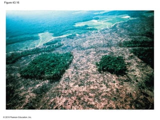 © 2014 Pearson Education, Inc.
Figure 43.16
 