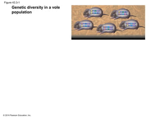 © 2014 Pearson Education, Inc.
Figure 43.3-1
Genetic diversity in a vole
population
 