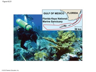 © 2014 Pearson Education, Inc.
Figure 43.21
GULF OF MEXICO FLORIDA
Florida Keys National
Marine Sanctuary
50 km
 