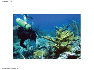 © 2014 Pearson Education, Inc.
Figure 43.21a
 