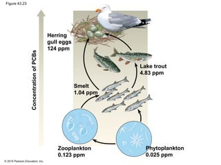 © 2014 Pearson Education, Inc.
Figure 43.23
Herring
gull eggs
124 ppm
Smelt
1.04 ppm
ConcentrationofPCBs
Lake trout
4.83 ppm
Phytoplankton
0.025 ppm
Zooplankton
0.123 ppm
 
