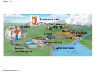 © 2014 Pearson Education, Inc.
Figure 43.25
Pharmaceuticals
Farm animals
Sludge
Manure
Farms
Agricultural
runoff
Treated effluent
Lakes and riversSewage
treatment plant
Toilet
Humans
 