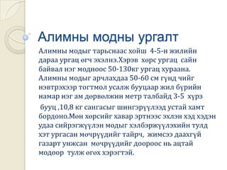 Алим  таны эрүүл мэндэдӨдөр бүр нэг алим идэж байвал ой санамжаа алдах  буюу альцгемерийн өвчин тусах  нь бага байдаг гэнэ.Алиманд байдаг бодис нь эд эсийн дотор хавдар үүсэх явцыг саармагжуулдаг байна.Мөн үрэвслийн эсрэг үйлчилгээтэй. Бас хүний биеийн дархлааг сайжруулж зүрх судасны үйл ажиллагааг идэвхжүүлэх амин дэмээр баялаг  ажээ.