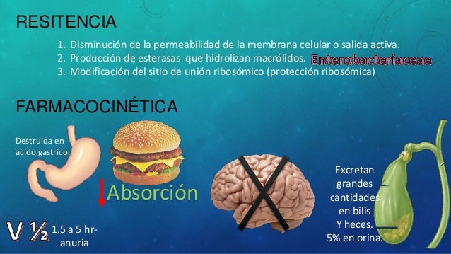 tetraciclinas, macrolidos, clindamicina, cloranfenicol tetraciclinas, macrolidos, clindamicina, cloranfenicol