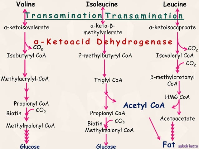 Metabolism of Brached Chain Amino Acid (Valine, Isoleucine, Leucine) | PPSX
