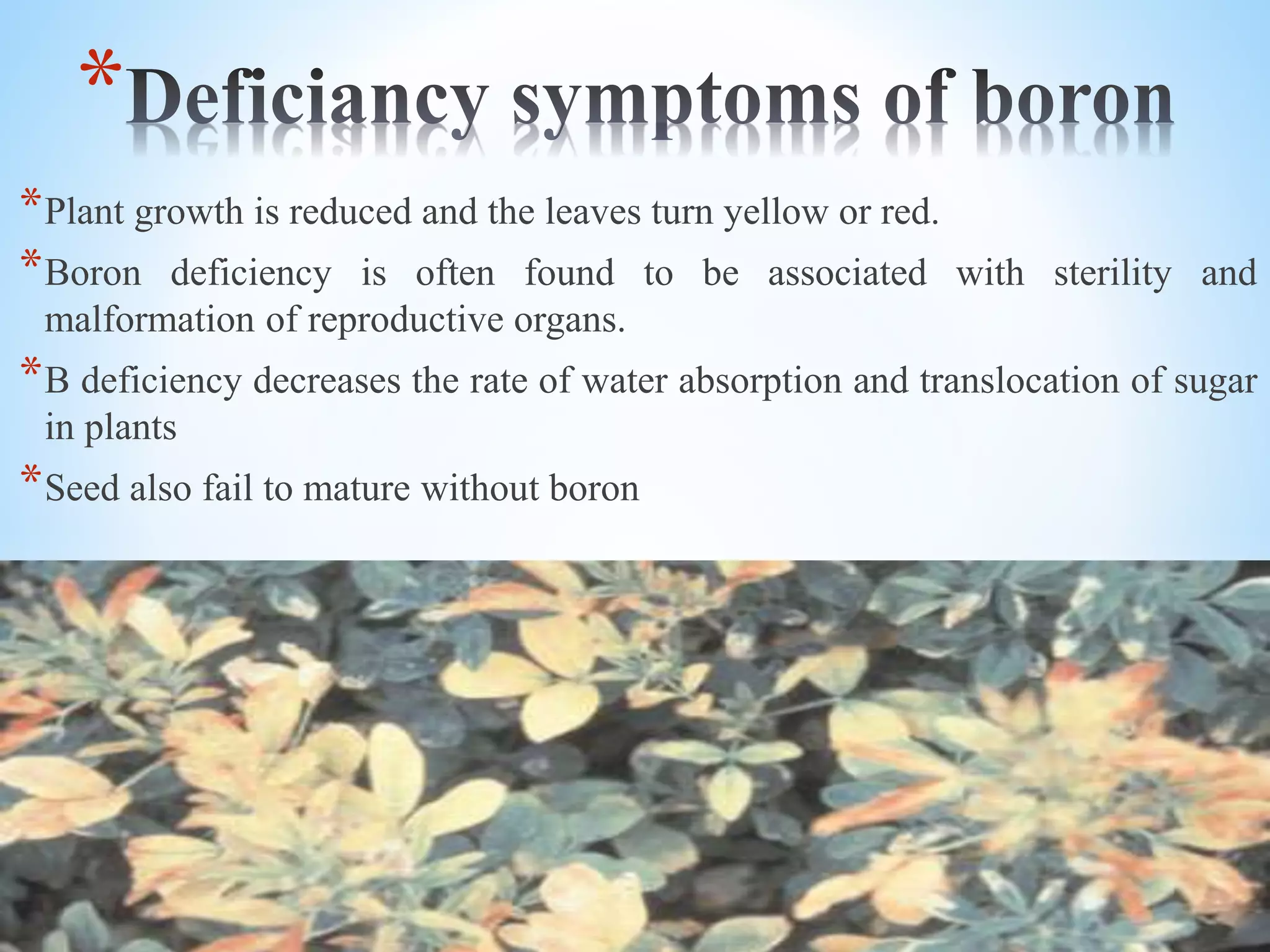*
*Plant growth is reduced and the leaves turn yellow or red.
*Boron deficiency is often found to be associated with sterility and
malformation of reproductive organs.
*B deficiency decreases the rate of water absorption and translocation of sugar
in plants
*Seed also fail to mature without boron
 
