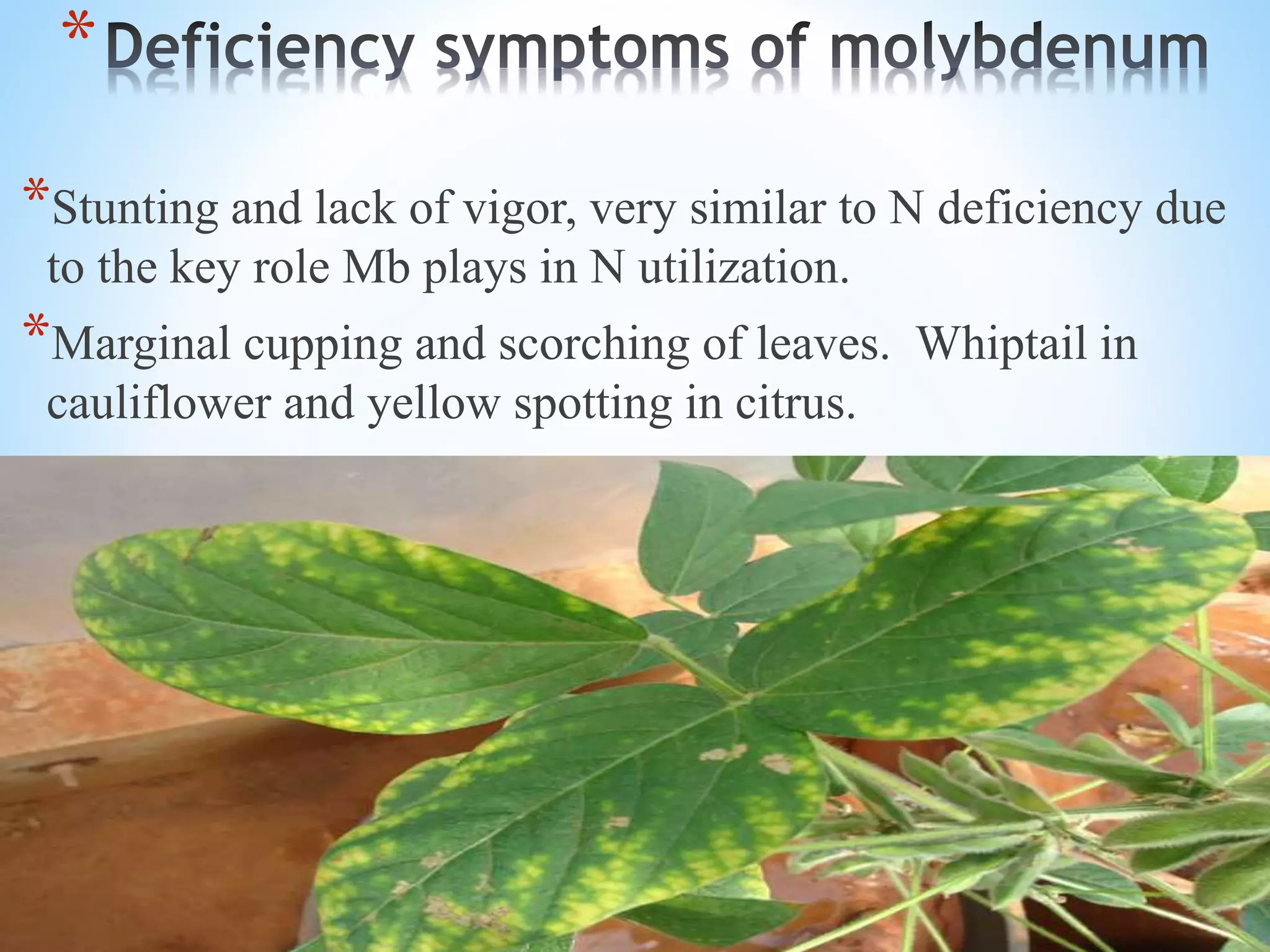 *
*Stunting and lack of vigor, very similar to N deficiency due
to the key role Mb plays in N utilization.
*Marginal cupping and scorching of leaves. Whiptail in
cauliflower and yellow spotting in citrus.
 