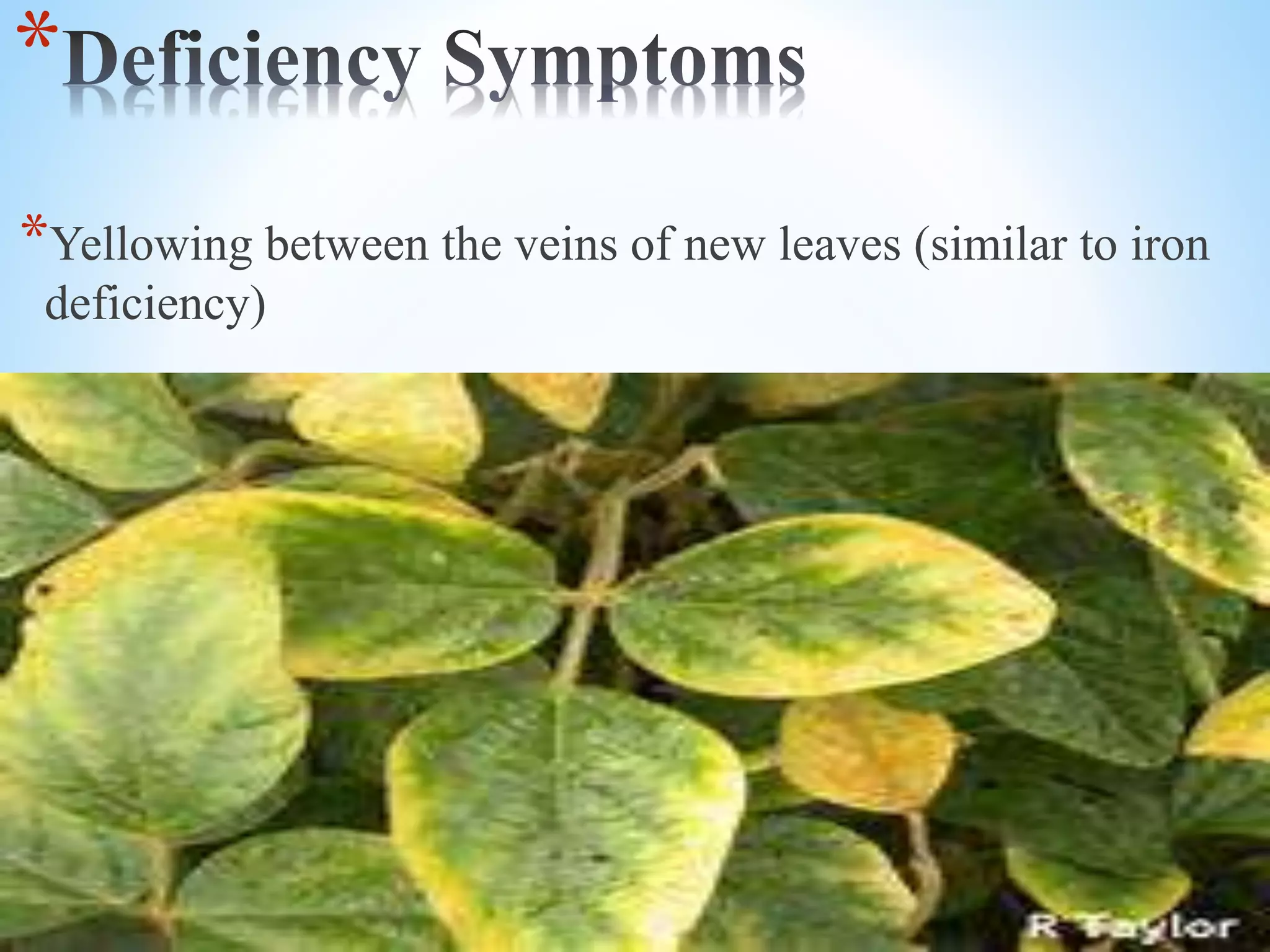 *
*Yellowing between the veins of new leaves (similar to iron
deficiency)
 