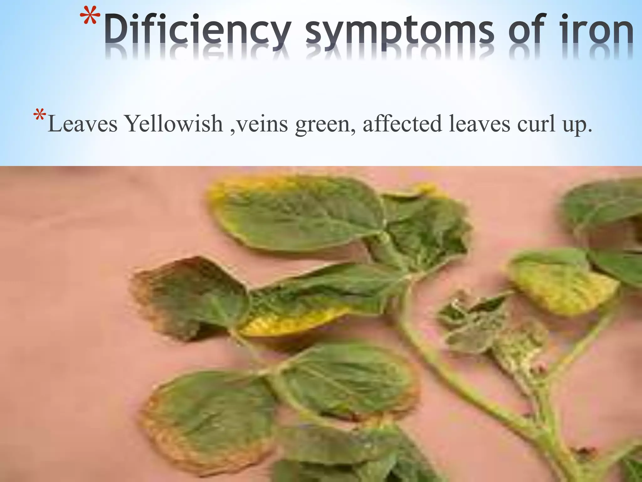 *
*Leaves Yellowish ,veins green, affected leaves curl up.
 