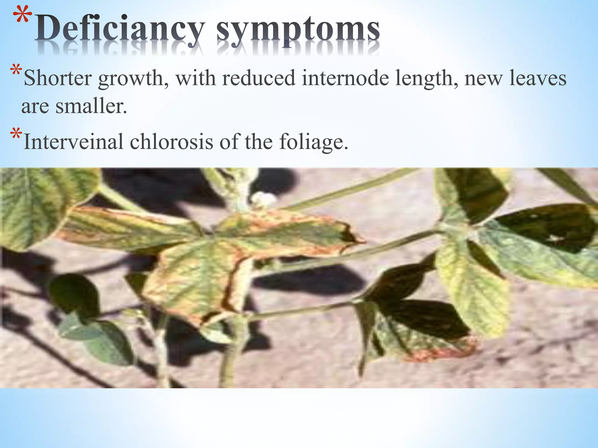 *
*Shorter growth, with reduced internode length, new leaves
are smaller.
*Interveinal chlorosis of the foliage.
 