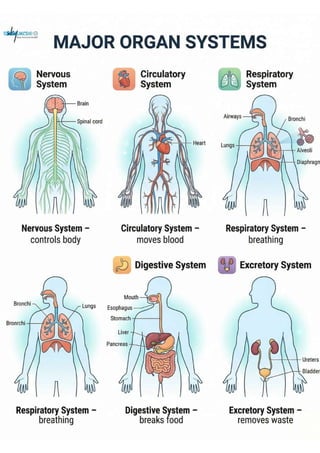 Major Organ Systems in the Human Body 🧠 ️ Understanding How Your Body ...