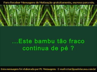 ...Este bambu tão fraco
continua de pé ?
 