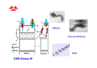 EBOLA


                         Vírus de Marburg




                             DNA

CSB Classe III
 