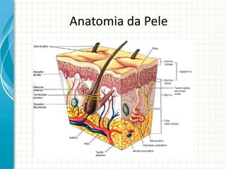 Anatomia da Pele
 