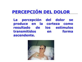 PERCEPCIÓN DEL DOLOR
La percepción del dolor se
produce en la corteza como
resultado de los estímulos
transmitidos en forma
ascendente.
 