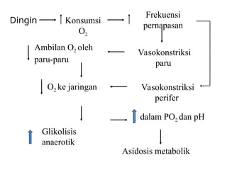 Dingin Konsumsi
O2
Frekuensi
pernapasan
Vasokonstriksi
paru
Ambilan O2 oleh
paru-paru
Vasokonstriksi
perifer
O2 ke jaringan
Glikolisis
anaerotik
dalam PO2 dan pH
Asidosis metabolik
 