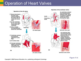 Valve Operation The cardiovascular system part a manaphy | PPT
