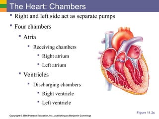 The cardiovascular system part a manaphy | PPT