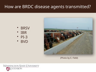 Bovine Respiratory Disease Risk Reduction .ppt