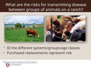 Bovine Respiratory Disease Risk Reduction .ppt