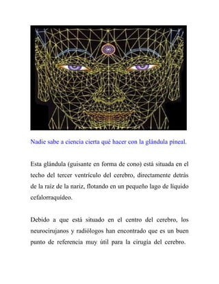 Nadie sabe a ciencia cierta qué hacer con la glándula pineal.


Esta glándula (guisante en forma de cono) está situada en el
techo del tercer ventrículo del cerebro, directamente detrás
de la raíz de la nariz, flotando en un pequeño lago de líquido
cefalorraquídeo.


Debido a que está situado en el centro del cerebro, los
neurocirujanos y radiólogos han encontrado que es un buen
punto de referencia muy útil para la cirugía del cerebro.
 