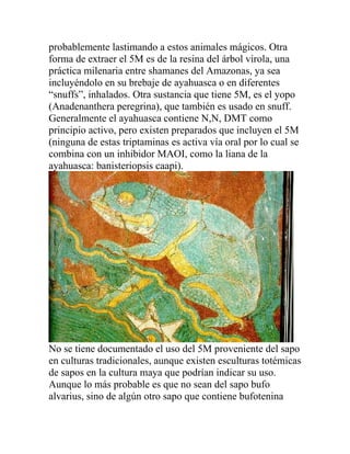 probablemente lastimando a estos animales mágicos. Otra
forma de extraer el 5M es de la resina del árbol virola, una
práctica milenaria entre shamanes del Amazonas, ya sea
incluyéndolo en su brebaje de ayahuasca o en diferentes
“snuffs”, inhalados. Otra sustancia que tiene 5M, es el yopo
(Anadenanthera peregrina), que también es usado en snuff.
Generalmente el ayahuasca contiene N,N, DMT como
principio activo, pero existen preparados que incluyen el 5M
(ninguna de estas triptaminas es activa vía oral por lo cual se
combina con un inhibidor MAOI, como la liana de la
ayahuasca: banisteriopsis caapi).




No se tiene documentado el uso del 5M proveniente del sapo
en culturas tradicionales, aunque existen esculturas totémicas
de sapos en la cultura maya que podrían indicar su uso.
Aunque lo más probable es que no sean del sapo bufo
alvarius, sino de algún otro sapo que contiene bufotenina
 
