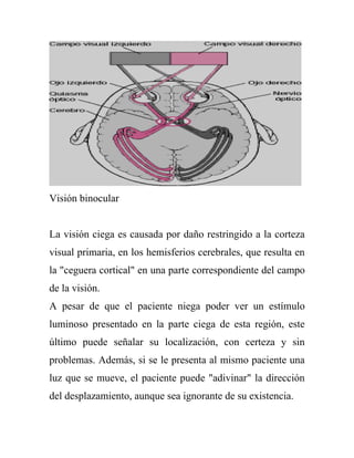 Visión binocular


La visión ciega es causada por daño restringido a la corteza
visual primaria, en los hemisferios cerebrales, que resulta en
la "ceguera cortical" en una parte correspondiente del campo
de la visión.
A pesar de que el paciente niega poder ver un estímulo
luminoso presentado en la parte ciega de esta región, este
último puede señalar su localización, con certeza y sin
problemas. Además, si se le presenta al mismo paciente una
luz que se mueve, el paciente puede "adivinar" la dirección
del desplazamiento, aunque sea ignorante de su existencia.
 
