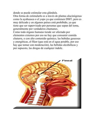 donde se puede estimular esta glándula.
Otra forma de estimularlo es a través de plantas alucinógenas
como la ayahuasca o el yopo ya que contienen DMT, pero es
muy delicado y en algunos países está prohibido, ya que
tiene que ser supervisado por personas que sepan del tema,
generalmente por verdaderos chamanes.
Como todo órgano humano tiende ser afectado por
elementos externos por eso no hay que consumir comida
chatarra, o con alto contenido químico, las bebidas gaseosas
y energéticas, el flúor (que está en el agua potable, por eso
hay que tomar con moderación), las bebidas alcohólicas y
por supuesto, las drogas de cualquier índole.
 