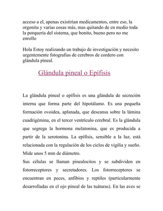 acceso a el, apenas existirían medicamentos, entre eso, la
orgonita y varias cosas más, mas quitando de en medio toda
la porquería del sistema, que bonito, bueno pero no me
enrollo

Hola Estoy realizando un trabajo de investigación y necesito
urgentemente fotografias de cerebros de cordero con
glándula pineal.

        Glándula pineal o Epífisis


La glándula pineal o epífisis es una glándula de secreción
interna que forma parte del hipotálamo. Es una pequeña
formación ovoidea, aplanada, que descansa sobre la lámina
cuadrigémina, en el tercer ventrículo cerebral. Es la glándula
que segrega la hormona melatonina, que es producida a
partir de la serotonina. La epífisis, sensible a la luz, está
relacionada con la regulación de los ciclos de vigilia y sueño.
Mide unos 5 mm de diámetro.
Sus células se llaman pinealocitos y se subdividen en
fotorreceptores y secretadores. Los fotorreceptores se
encuentran en peces, anfibios y reptiles (particularmente
desarrolladas en el ojo pineal de las tuátaras). En las aves se
 