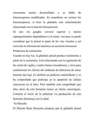 encuentran     menos    desarrollados     y   se    habla    de
fotorreceptores modificados. En mamíferos no existen los
fotorreceptores, si bien la glándula está estrechamente
relacionada con la función fotosensorial.
Se   une     vía   ganglio   cervical    superior   y    núcleo
supraquiasmático hipotalámico a la retina. Así pues se puede
considerar que la pineal es parte de las vías visuales y así
convierte la información lumínica en secreción hormonal.
Productora de melatonina
Cuando no hay luz, la glándula pineal produce melatonina a
partir de la serotonina. Está relacionada con la regulación de
los ciclos de vigilia y sueño (ritmos circadianos), y sirve para
contrarrestar los efectos del síndrome de diferencia de zonas
horarias (jet lag). Es también un poderoso antioxidante; y se
ha comprobado que participa en la apoptosis de células
cancerosas en el timo. Pero también está comprobado que
altas dosis de esta hormona tienen un efecto cancerígeno.
Controla el inicio de la pubertad. La producción de esta
hormona disminuye con la edad.
En filosofía
El filósofo René Descartes propuso que la glándula pineal
 