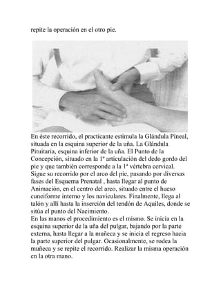 repite la operación en el otro pie.




En éste recorrido, el practicante estimula la Glándula Píneal,
situada en la esquina superior de la uña. La Glándula
Pituitaria, esquina inferior de la uña. El Punto de la
Concepción, situado en la 1ª articulación del dedo gordo del
pie y que también corresponde a la 1ª vértebra cervical.
Sigue su recorrido por el arco del pie, pasando por diversas
fases del Esquema Prenatal , hasta llegar al punto de
Animación, en el centro del arco, situado entre el hueso
cuneiforme interno y los naviculares. Finalmente, llega al
talón y allí hasta la inserción del tendón de Aquiles, donde se
sitúa el punto del Nacimiento.
En las manos el procedimiento es el mismo. Se inicia en la
esquina superior de la uña del pulgar, bajando por la parte
externa, hasta llegar a la muñeca y se inicia el regreso hacia
la parte superior del pulgar. Ocasionalmente, se rodea la
muñeca y se repite el recorrido. Realizar la misma operación
en la otra mano.
 