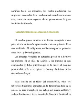 partirían hacia los músculos, los cuales producirían las
respuestas adecuadas. Los estudios modernos demuestran en
éste, como en otros aspectos de su pensamiento, la gran
intuición del filósofo.


    Características físicas, situación y relaciones


   El nombre pineal se debe a su forma, semejante a una
piña, siendo su tamaño aproximado el de un guisante. Pesa
una media de 173 miligramos, oscilando según las personas
entre los 41 y 804 miligramos.
   Las pineales recogidas en autopsias, pesan en el hombre
un máximo en el mes de Marzo, y un mínimo si son
examinadas en Julio; mientras que en la mujer, el máximo
peso se obtiene de las recogidas en Enero y el mínimo, de las
obtenidas en Mayo.


    Está situada en el techo del mesencéfalo, entre los
tubérculos bigéminos craneales, en la denominada fosa de la
pineal. Su cara craneal está por debajo del cuerpo calloso, y
su base limita con el tercer ventrículo. Su célula funcional es
 