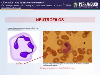 Imagem: Bobjgalindo / Esfregaço de sangue com um Neutrófilo / GNU Free
Documentation License.
Imagem: Disponibilizado por Arcadian / GNU Free
Documentation License.
NEUTRÓFILOS
Neutrófilo
Esfregaço de sangue com um Neutrófilo. Public Domain.
CIÊNCIAS, 8° Ano do Ensino Fundamental
Os componentes do sangue, relacionando-os a suas
respectivas funções
 