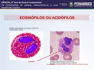 Imagem: Disponibilizado por InvictaHOG /
Eosinófilo visto no sangue periférico / Domínio
Público.
Imagem: Disponibilizado por Arcadian / GNU Free
Documentation License.
EOSINÓFILOS OU ACIDÓFILOS
Eosinófilo
Eosinófilo visto no sangue periférico. GNU Free Documentation License.
CIÊNCIAS, 8° Ano do Ensino Fundamental
Os componentes do sangue, relacionando-os a suas
respectivas funções
 
