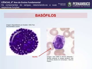 Imagem: User CS99 no German Wikipedia /
Basófilo presente no sangue periférico visto
em lâmina através de microscópio / Domínio
Público.
Imagem: Disponibilizado por Arcadian / GNU Free
Documentation License.
BASÓFILOS
Basófilo
CIÊNCIAS, 8° Ano do Ensino Fundamental
Os componentes do sangue, relacionando-os a suas
respectivas funções
 