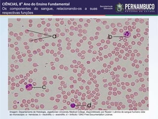 CIÊNCIAS, 8° Ano do Ensino Fundamental
Os componentes do sangue, relacionando-os a suas
respectivas funções
Imagem: Departamento de Histologia, Jagiellonian University Medical College, disponibilizado por Reytan / Lâmina de sangue humano vista
ao microscópio: a - hemácias; b - neutrófilo; c - eosinófilo; d – linfócito / GNU Free Documentation License.
 