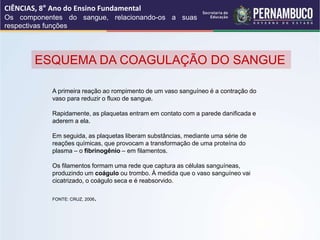 ESQUEMA DA COAGULAÇÃO DO SANGUE
CIÊNCIAS, 8° Ano do Ensino Fundamental
Os componentes do sangue, relacionando-os a suas
respectivas funções
FONTE: CRUZ, 2006.
A primeira reação ao rompimento de um vaso sanguíneo é a contração do
vaso para reduzir o fluxo de sangue.
Rapidamente, as plaquetas entram em contato com a parede danificada e
aderem a ela.
Em seguida, as plaquetas liberam substâncias, mediante uma série de
reações químicas, que provocam a transformação de uma proteína do
plasma – o fibrinogênio – em filamentos.
Os filamentos formam uma rede que captura as células sanguíneas,
produzindo um coágulo ou trombo. À medida que o vaso sanguíneo vai
cicatrizado, o coágulo seca e é reabsorvido.
 