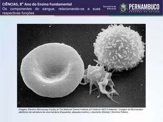 CIÊNCIAS, 8° Ano do Ensino Fundamental
Os componentes do sangue, relacionando-os a suas
respectivas funções
Imagem: Electron Microscopy Facility at The National Cancer Institute at Frederick (NCI-Frederick) / Imagem de Microscópio
eletrônico de varredura de uma hemácia (Esquerda), plaqueta (centro), e leucócito (Direita) / Domínio Público.
 